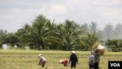 Nông dân ở Tiền Giang, Việt Nam 