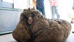 Sheep Baarack is seen before his wool was shorn in Lancefield, Victoria, Australia, February 5, 2021.(Edgar's Mission Inc/Handout via REUTERS)