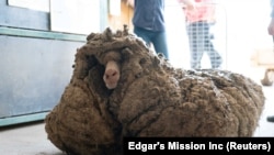 Sheep Baarack is seen before his wool was shorn in Lancefield, Victoria, Australia, February 5, 2021.(Edgar's Mission Inc/Handout via REUTERS)