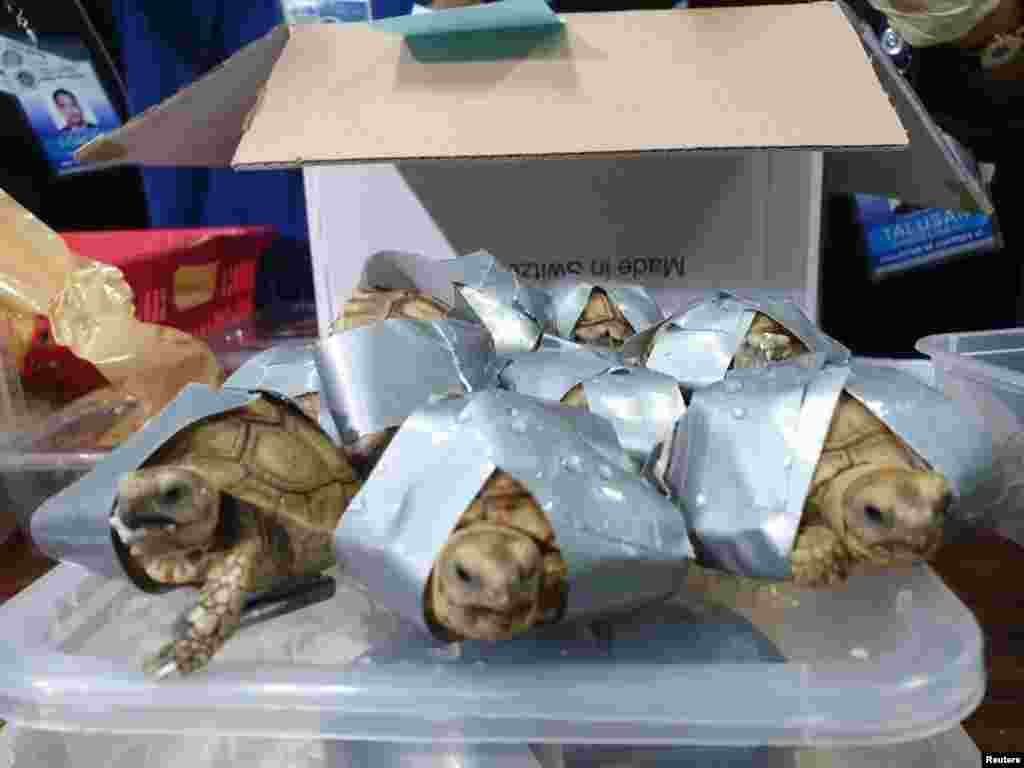 Tortoises are seen covered in tape after being seized by Philippines Customs in Manila, March 3, 2019, in this image that appeared on social media.