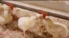 Major Chicken Producer to Stop Using Antibiotics 