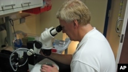 Notre Dame Professor David Hyde examines adult stem cells under the microscope.