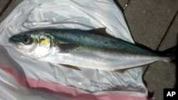 This photo provided by the Oregon Department of Fish and Wildlife shows a yellowtail jack fish that was captured from Japanese tsunami wreckage in Oregon, April 9, 2015. On Thursday, researchers reported nearly 300 species of fish, mussels and other sea creatures hitchhiked across the Pacific Ocean on debris from the 2011 Japanese tsunami, washing ashore alive in the United States. 