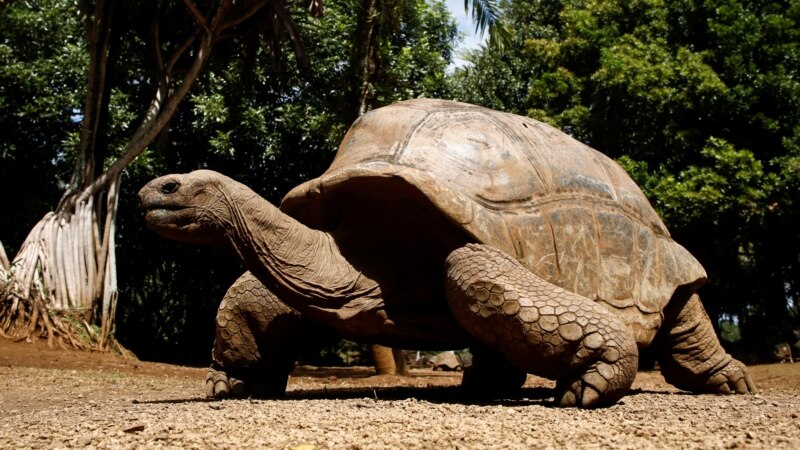 The Tortoise and the Hare