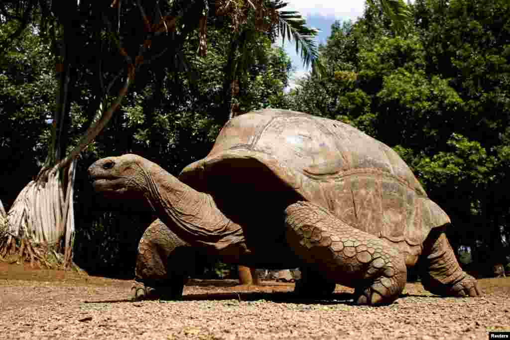 An Aldabra giant tortoise looks at visitors at the La Vanille Nature Park in Riviere des Anguilles, Mauritius, Aug.19, 2019.