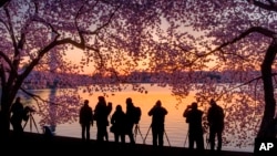 FILE - Photographers line up along the edge of the Tidal Basin in Washington to shoot the blossoming cherry trees at sunrise, Thursday, April 5, 2018. (AP Photo/J. David Ake)