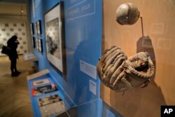 A glove used by Brooklyn Dodgers baseball player Jackie Robinson is displayed at the exhibit "In the Dugout with Jackie Robinson: An Intimate Portrait of a Baseball Legend" at the Museum of City of New York in New York, Jan. 29, 2019. The 100th anniversary of Robinson's birth is celebrated Thursday with the opening of the exhibit.