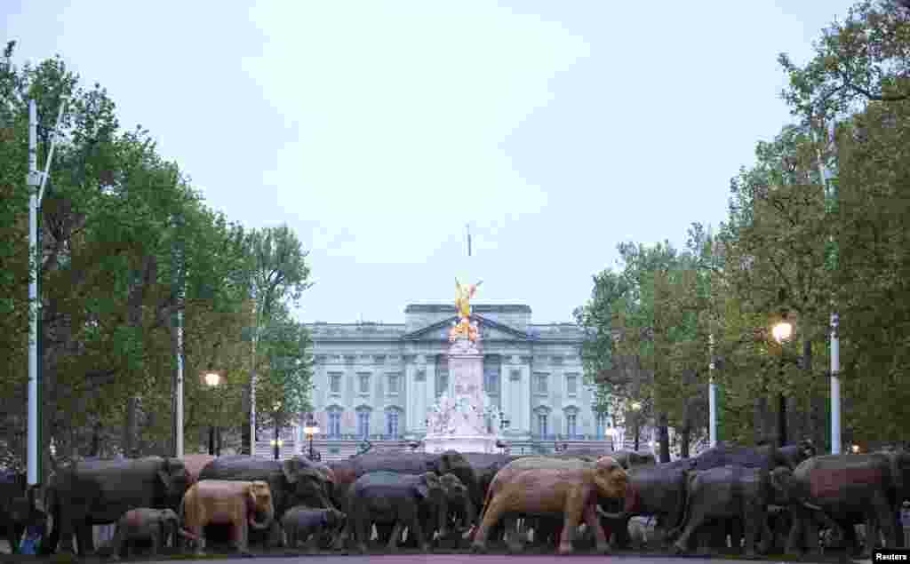 Life-size elephant sculptures, part of the CoExistence campaign organised by the Elephant Family Trust, stand on The Mall in London, May 15, 2021.