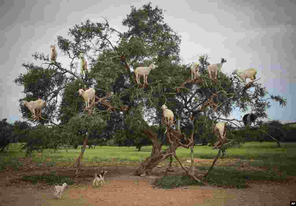 Tree-climbing goats feed on an Argania Spinosa, known as an Argan tree, in Essaouira, southwestern Morocco, April 4, 2018.