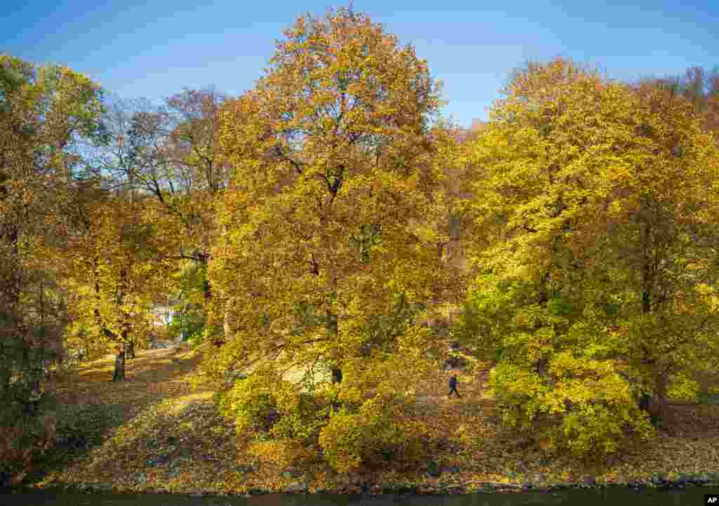 A man walks past fall-colored trees during a sunny day in Vilnius, Lithuania, Oct. 16, 2019.