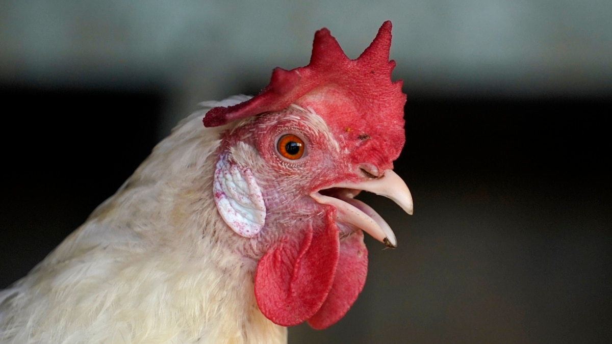 กลุ่มพิทักษ์สัตว์เคนยา เรียกร้องยุติอุตสาหกรรมการเลี้ยงไก่ในกรงขัง
