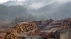 EU cấm nhập khẩu gỗ đốn lậu