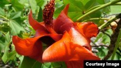 Salah satu tanaman bunga langka yang ada di Hawaii yang dimanfaatkan penduduk lokal untuk mewarnai jala ikan (foto: dok).