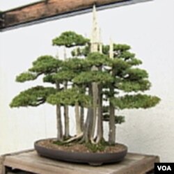 Skupina bonsai stabala koje je zasadio John Naka