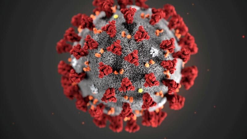 Studies Suggest T Cells Important in Fighting Coronavirus