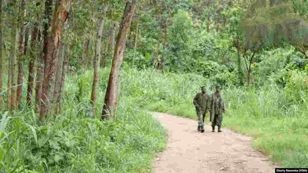 Des soldats des Forces armées de la République démocratique du Congo (Fardc) en patrouille à Oicha, Beni, 28 octobre&nbsp; 2015 (Charly Kasereka/VOA).