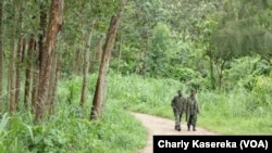 Des soldats des Forces armées de la République démocratique du Congo (Fardc) en patrouille à Oicha. VOA / Charly Kasereka