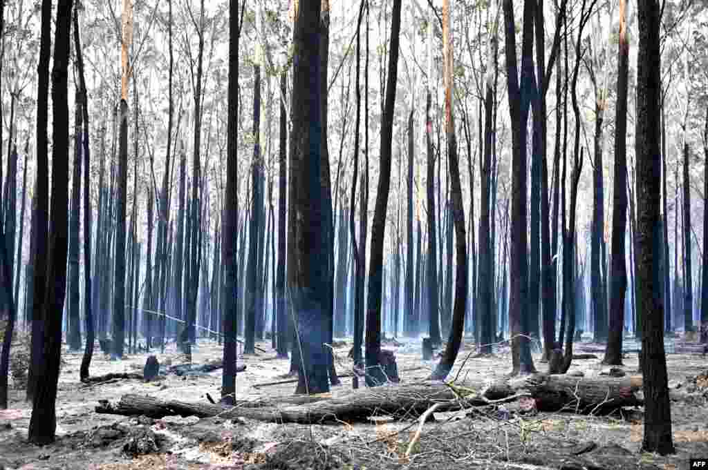 Burnt trees are seen after a bushfire in Old Bar, 350km north of Sydney, Australia, Nov. 10, 2019.