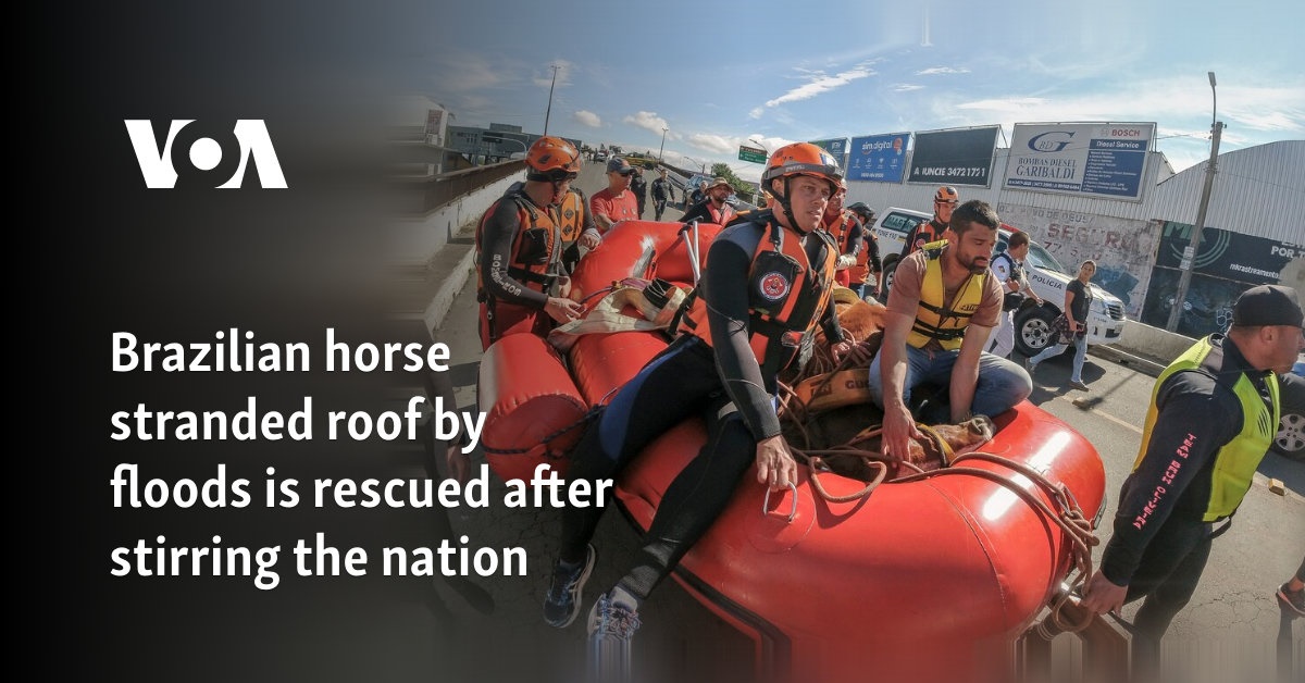 Brazilian horse stranded on roof by floods is rescued after stirring ...