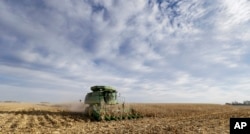 FILE - A farmer combines corn in Dallas Center, Iowa, Nov. 10, 2014. The farm-to-table movement has been gaining momentum in the culinary world, catering to a growing appetite for responsibly sourced meals.