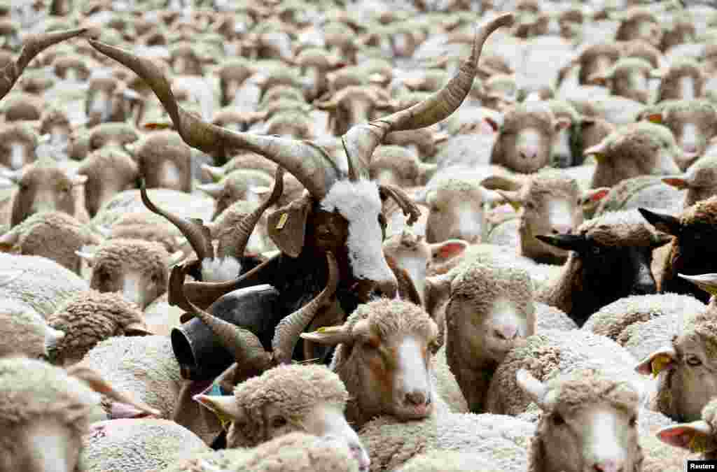 Hundreds of sheep are seen during a protest by French farmers against the government&#39;s &quot;Plan loup&quot; (wolf project) which protects wolves that the farmers blame for livestock deaths and financial losses, in Lyon, France.