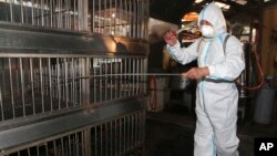 A worker sprays disinfectant in a live poultry market in Banchiao, New Taipei City, a suburb of Taipei, Taiwan, April 29, 2013. 