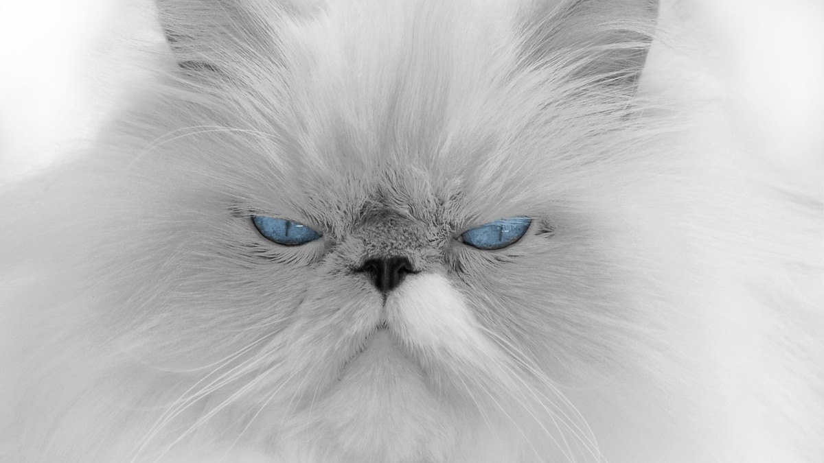 Polish Institute Says Cats Are ‘Alien Invasive Species’
