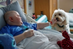 Ollie greets Tanner Rico, 16, at Rady Children's Hospital, Nov. 11, 2021. (AP Photo Mike Blake)