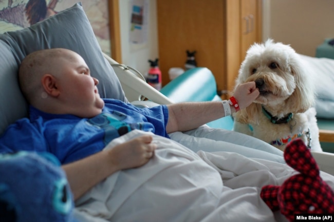 Ollie greets Tanner Rico, 16, at Rady Children's Hospital, Nov. 11, 2021. (AP Photo Mike Blake)