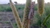 صوبہ سندھ کے کئی صحرائی علاقوں میں ٹڈی دل فصلوں کا صفایا کر رہے ہیں جس سے کاشت کار پریشان ہیں۔ 