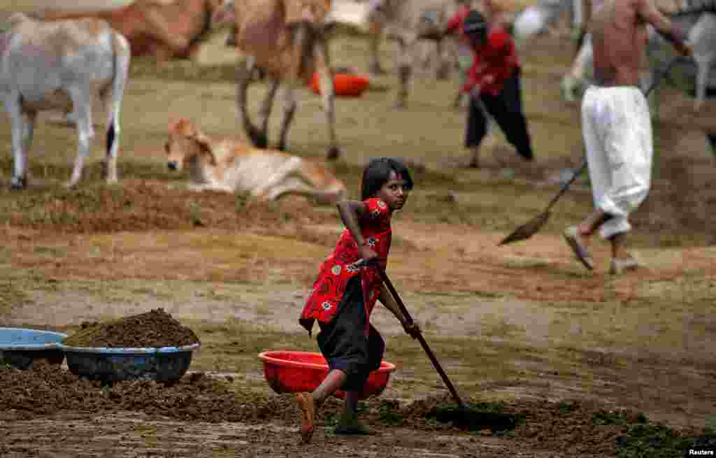 Seorang anak perempuan membersihkan kotoran sapi di tempat perlindungan sapi Gaushala, di Barsana, India.