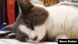 Steve's cat Mewer relaxes on his desk.