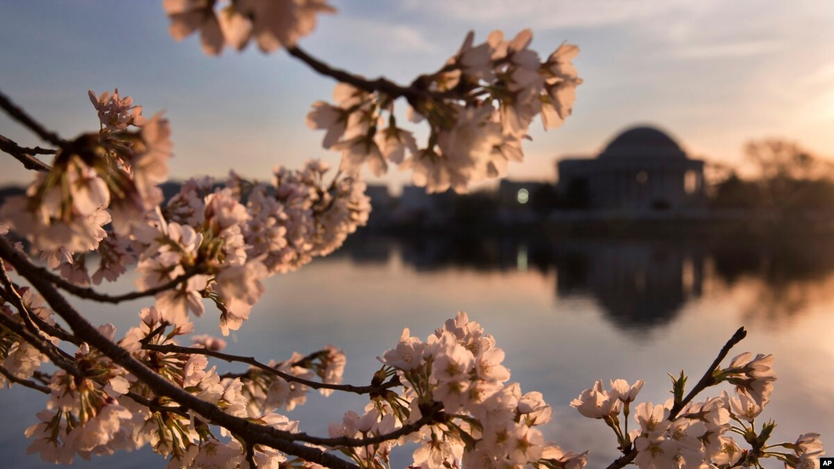 Puncak Mekar Bunga Sakura di Washington DC akan Tiba Lebih Awal