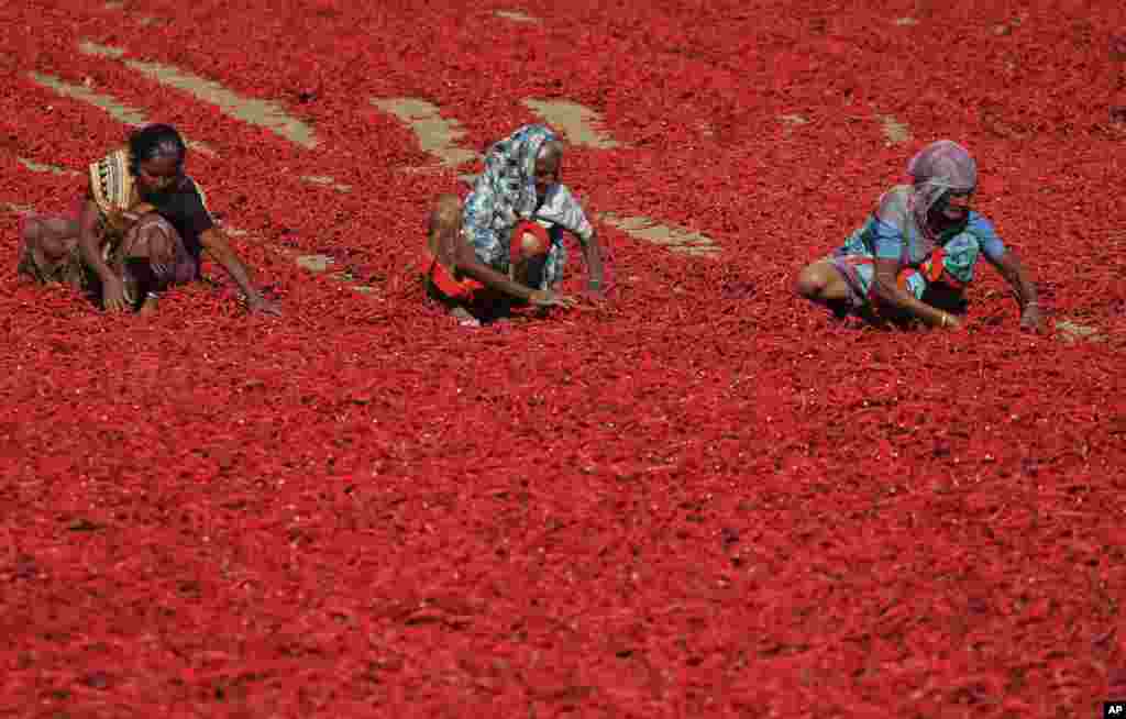 Indian women sort red chillies to dry at Shertha village in the western Indian state of Gujarat.