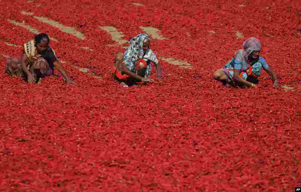 Perempuan India memilih cabai merah untuk dikeringkan di desa Shertha di bagian barat negara bagian India &nbsp;Gujarat.