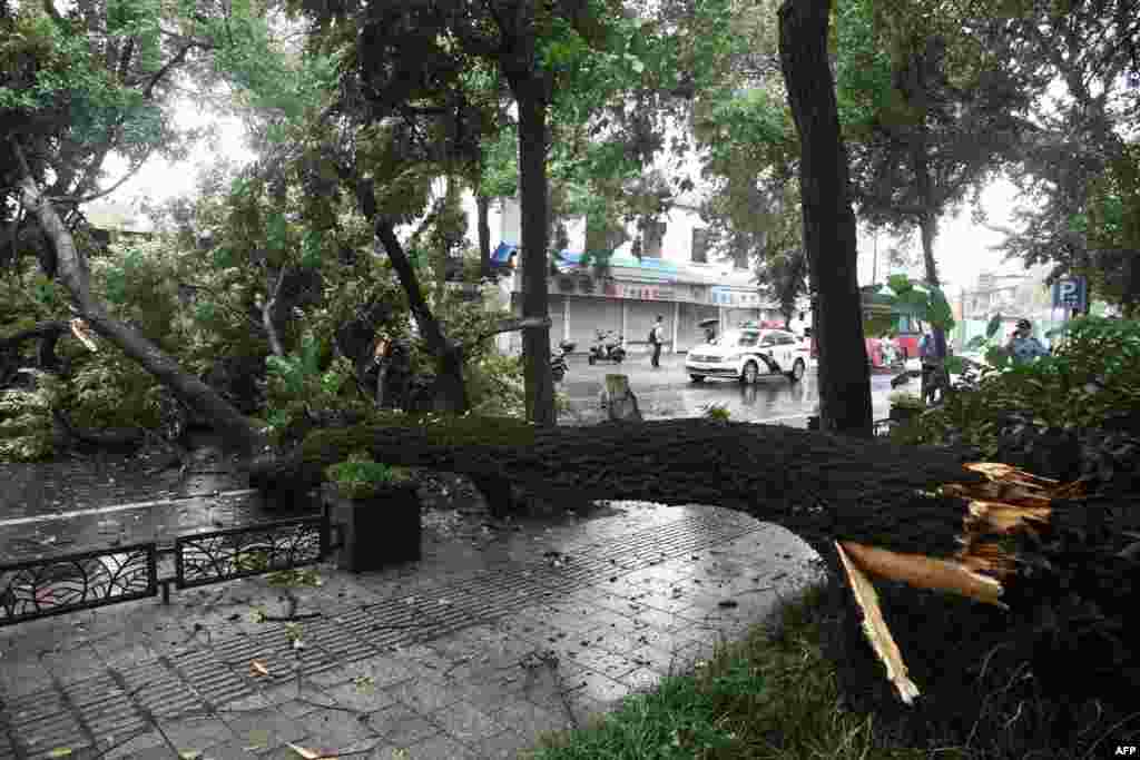 2018年7月22日，中国江苏省扬州盐阜东路，台风吹倒大树，幸未伤及路人。台风&ldquo;安比&rdquo;7月22日登陆上海，进入江苏，最大风力9级。