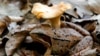 German Mushrooms Still Contain Radiation Linked to Chernobyl Disaster