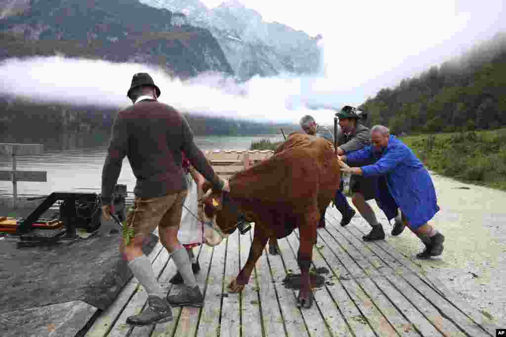 Bavarian mountain farmers return their cattle from summer pastures across lake Koenigssee near Berchtesgaden, Germany, Friday, Oct. 2, 2020. (AP Photo/Matthias Schrader)