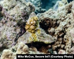 A young coral colony, fertilized in the lab, growing on a seeding substrate on a Caribbean reef.