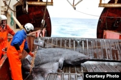 A Greenland Shark. Credit: Julius Nielsen