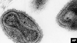 FILE -Smallpox virus.