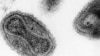 Smallpox Vials from 1950s Found in US Lab Storage Room