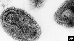 FILE -Smallpox virus