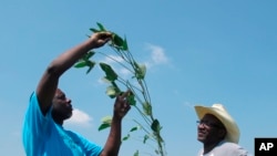 FILE - Tyrone Grayer, left, and David Allen Hall inspect a soybean plant at their farm in Parchman, Miss, June 25, 2018. Hall and Grayer are among a group of black farmers in Tennessee and Mississippi who are suing Stine Seed Co.