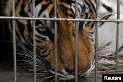 A tiger is seen in a cage as officials were moving live tigers from the controversial Tiger Temple, in Kanchanaburi province, west of Bangkok, Thailand, June 3, 2016.