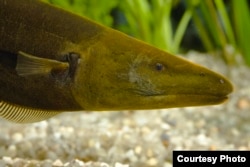 This mean-looking adult electric male brown ghost knifefish hunts at night in the murky dark fresh waters of South American rivers. (Guy l'Heureux)