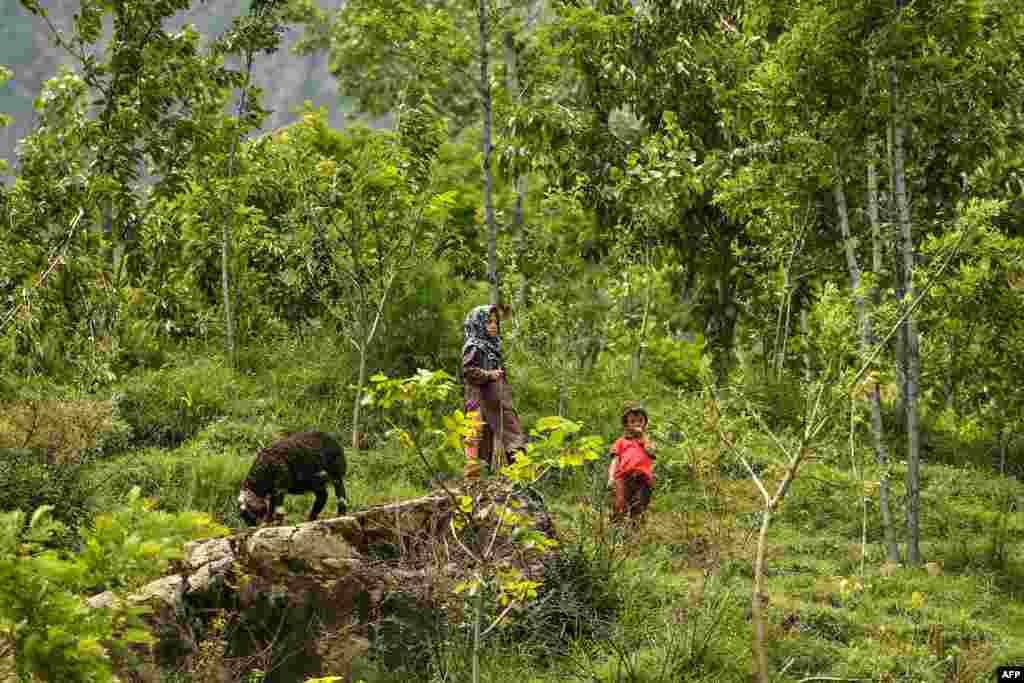 A sheep eats grass as children stand nearby on the top of a mountain near Srinagar, India.