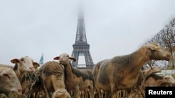 Sheep are gathered in front of the Eiffel tower in Paris during a demonstration of shepherds against the protection of wolves in France November 27, 2014. French shepherds, with around 250 sheep, staged a protest in central Paris against the French govern