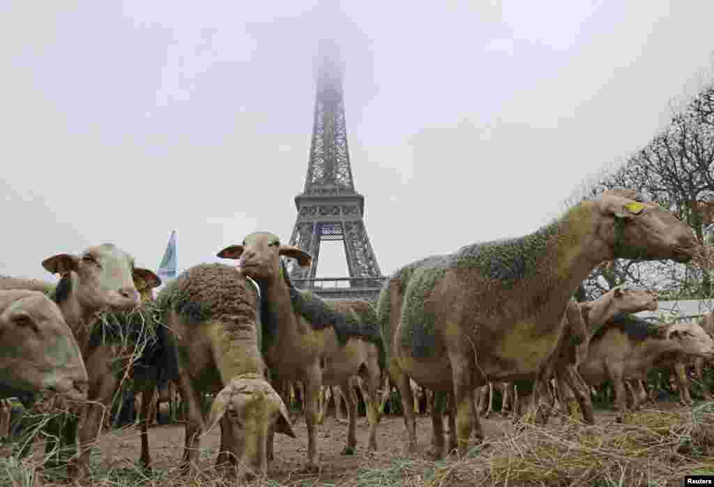 Ratusan domba memenuhi lapangan dekat menara Eiffel di Paris, saat demonstrasi oleh para penggembala menentang kebijakan proteksi serigala di Perancis.