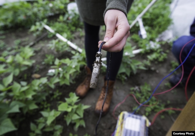 Soil sensors connected to artificial intelligence map soil moisture, temperature and acidity. (Credit: Microsoft)